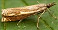 1301 (63.086) Crambus lathoniellus